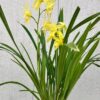 Cym. Golden Elf 'Sundust' (ensifolium X Enid Haupt) - Image 3