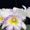 RLC. Mahina Yahiro ‘Julie’ Splash - Image 3