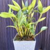 Dendrobium Kingianum - Image 3