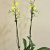 Onc. Sweet Sugar Lemon Drop - Image 3