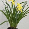 Cym. Golden Elf 'Sundust' (ensifolium X Enid Haupt)