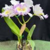 RLC. Mahina Yahiro ‘Julie’ Splash