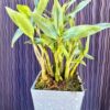 Dendrobium Kingianum - Image 2