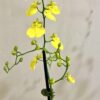 Onc. Sweet Sugar Lemon Drop - Image 2