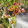 Cascading-Cymbidium. Death Wish ‘Saratoga’ - Image 2
