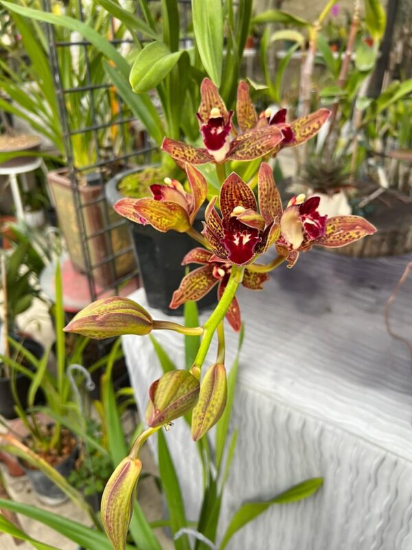 Cascading-Cymbidium. Death Wish ‘Saratoga’ - Image 2