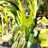 Cascading-Cymbidium. Death Wish ‘Saratoga’ - Image 5