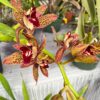 Cascading-Cymbidium. Death Wish ‘Saratoga’ - Image 4