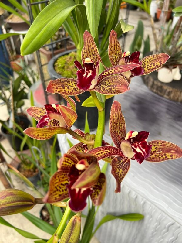 Cascading-Cymbidium. Death Wish ‘Saratoga’