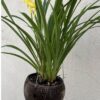 Cym. Golden Elf 'Sundust' (ensifolium X Enid Haupt) - Image 2