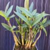Dendrobium Kingianum