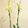 Onc. Sweet Sugar Lemon Drop