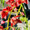 Cascading Cymbidium. Pywacket ‘Heatherich Hills’ - Image 3