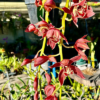 Cascading Cymbidium. Pywacket ‘Heatherich Hills’ - Image 2