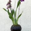 Odontonia Pacific Paranoia 'Otherside of Cool'