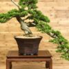 Bonsai