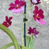 Oip. Onolicious 'Vidid'