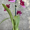 Oip. Onolicious 'Vidid' - Image 4