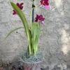 Oip. Onolicious 'Vidid' - Image 3