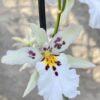 Shk. Memoria Bob Hill ‘Whitish’